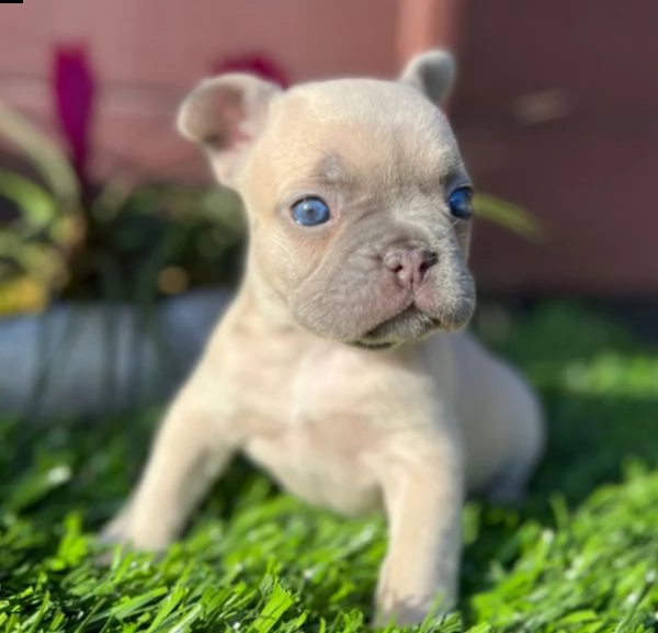 cuccioli di bulldog francese per l'adozione (due)