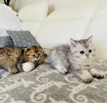 gattini scotish fold