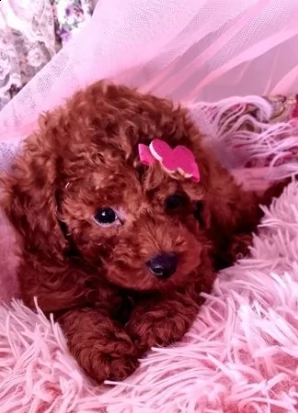 cuccioli di barboncino toy red | Foto 0