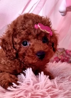 taglia piccola barboncino toy rosso