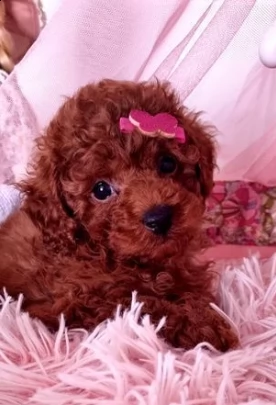 taglia piccola barboncino toy rosso | Foto 0