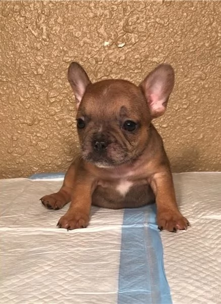 cuccioli di bulldog francese per l'adozione