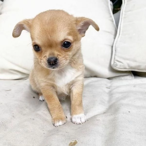 regalo chihuahua cuccioli meravigliosi ! 