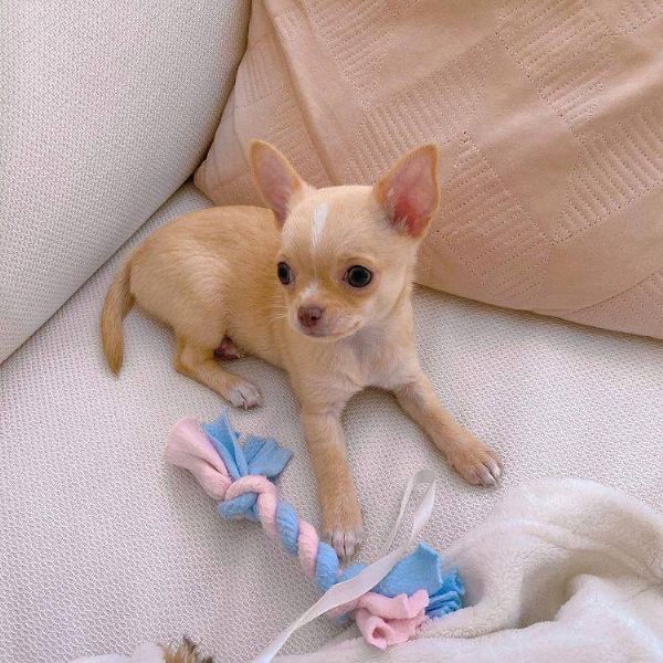 cuccioli di chihuahua | Foto 1