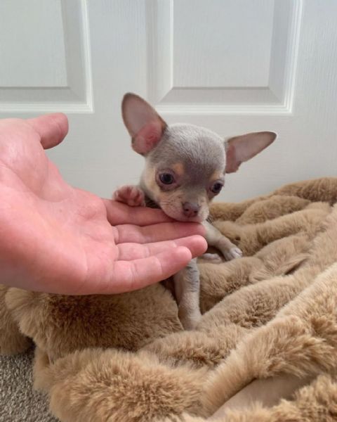 cuccioli di chihuahua | Foto 0