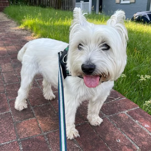 regalo adorabili cuccioli  west highland terrier bianco  femminucce e maschietti