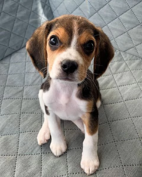 regalo beagle cuccioli meravigliosi ! 