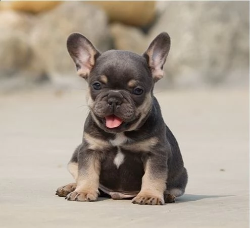 cuccioli di bulldog francese per l'adozione