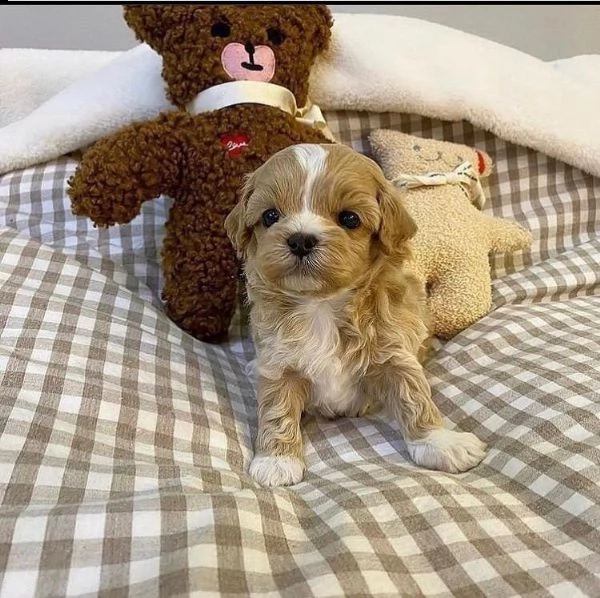 2regalo barboncino∆∆