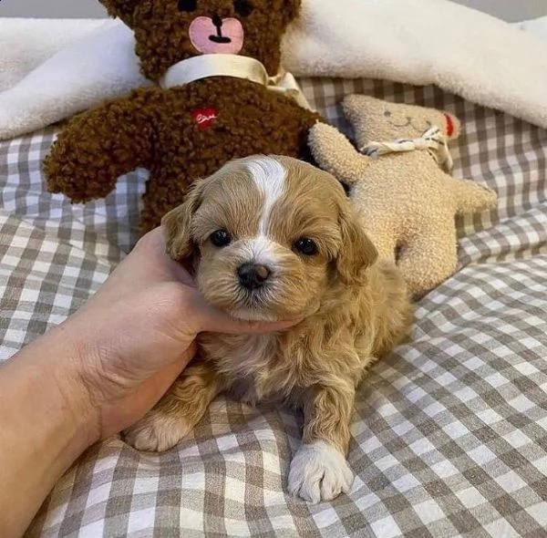 2regalo barboncino∆∆ | Foto 0