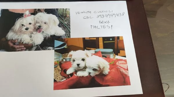 vendo cuccioli maltese toy coreani | Foto 1