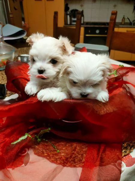 vendo cuccioli maltese toy coreani | Foto 0