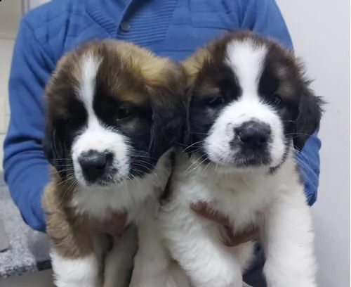  regalo adorabili cuccioli san bernardo femminucce e maschietti gratuita i cuccioli sono vaccinati s