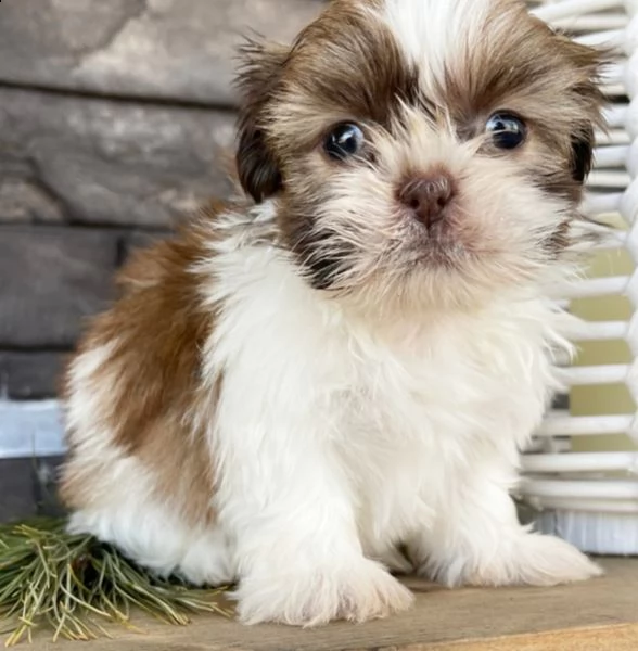 regalo cuccioli shih tzu