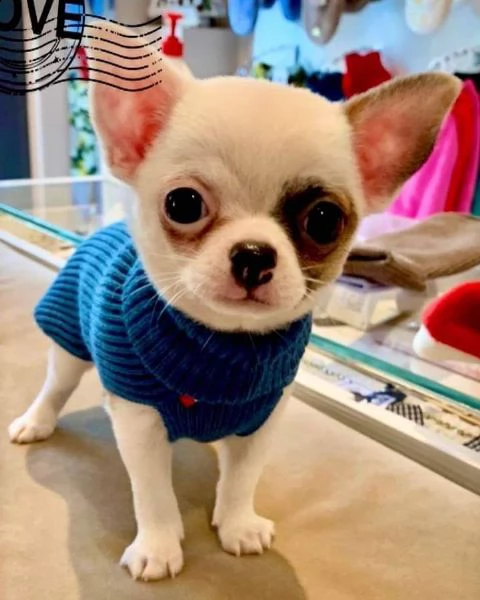 regalo cuccioli chihuahua  maschio e femmina