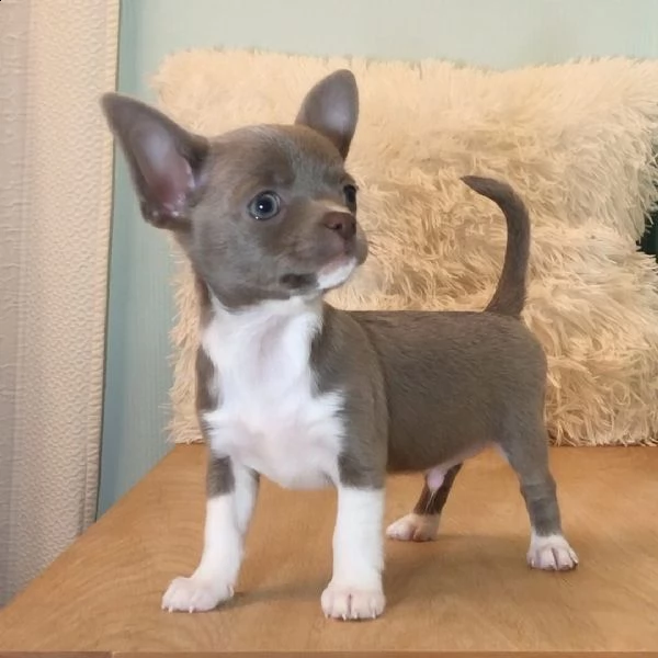 regalo chihuahua con pedigree 