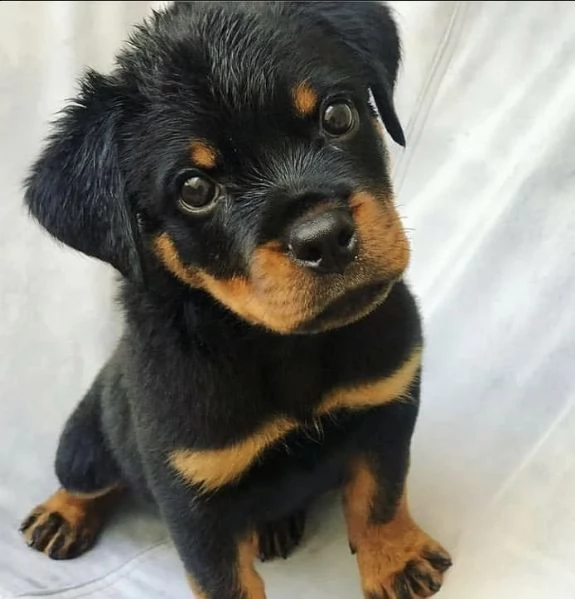 regalo rottweiler  cuccioli disponible