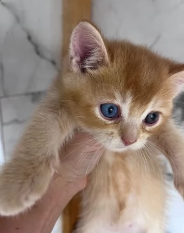 disponibili di munchkin maschi e femmine