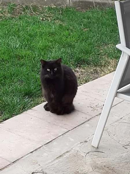 Cleo gattina nera a pelo lungo | Foto 1