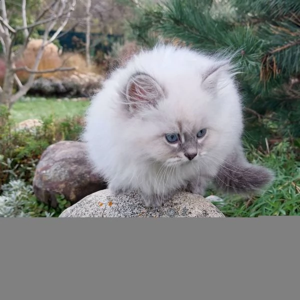 adorabili gatti siberiani maschi e femmine in cerca di una nuova casa, stanno bene con i bambini e a