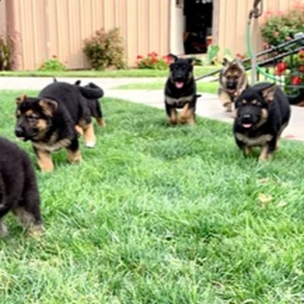 regalo adorabili cuccioli pastore tedesco    femminucce e maschietti