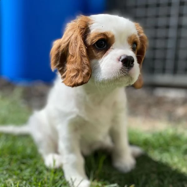regalo cavalier king cuccioli meravigliosi ! 