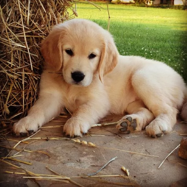  regalo cuccioli pastore tedesco cuccioli di pastore tedesco sono 3 femmine e 2 maschio. le foto son