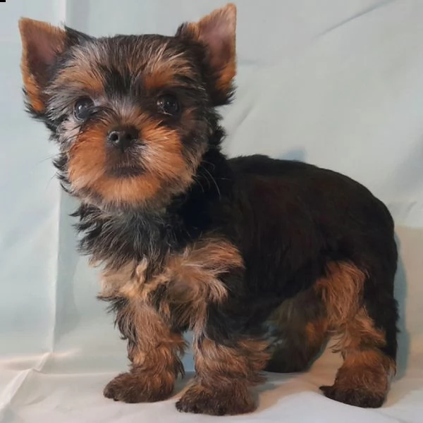 regalo adorabili cuccioli   yorkshire  femminucce e maschietti disponibili