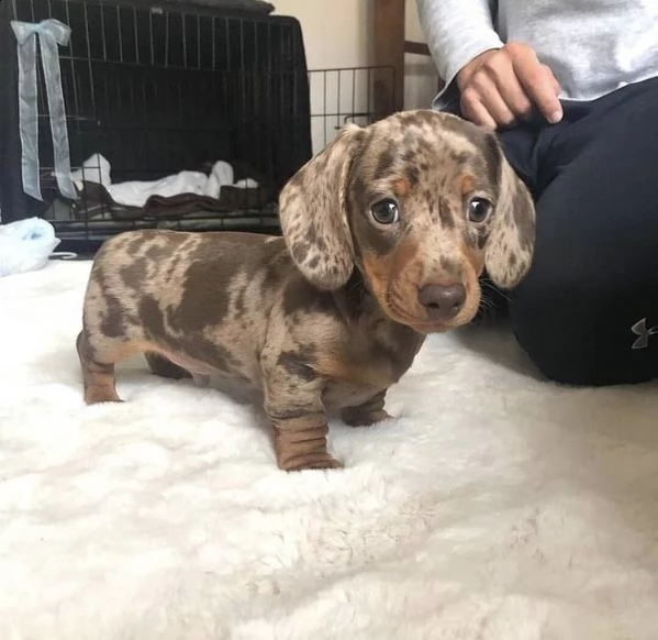 regalo adorabili cuccioli  bassotto femminucce e maschietti
