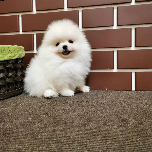 regalo cuccioli pomeranian toy | Foto 0