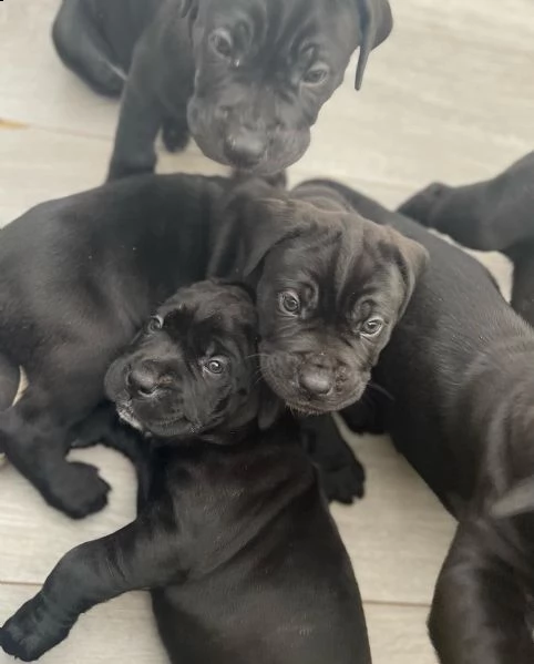 cane corso cuccioli