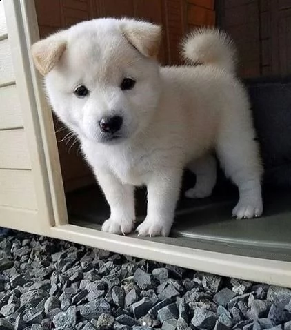  regalo bellissimi cuccioli allevati shih-tzu, colore bianco e nero. due e una feminuccia maschietti