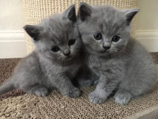regalo british shorthair,