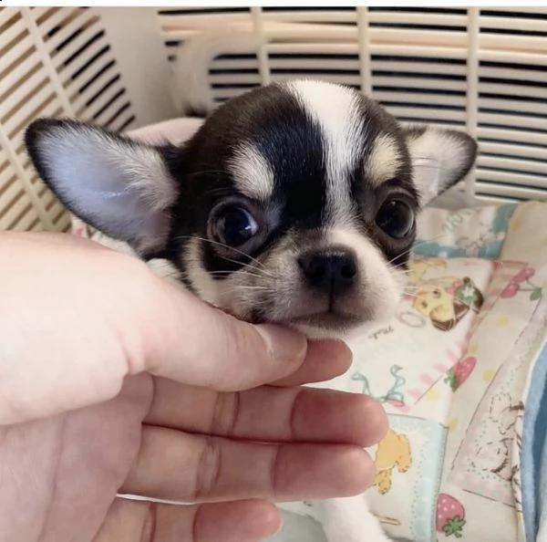 regalo chihuahua$$