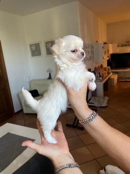 regalo chihuahua££ | Foto 0