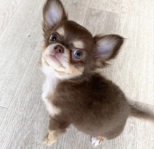 regalo chihuahua##