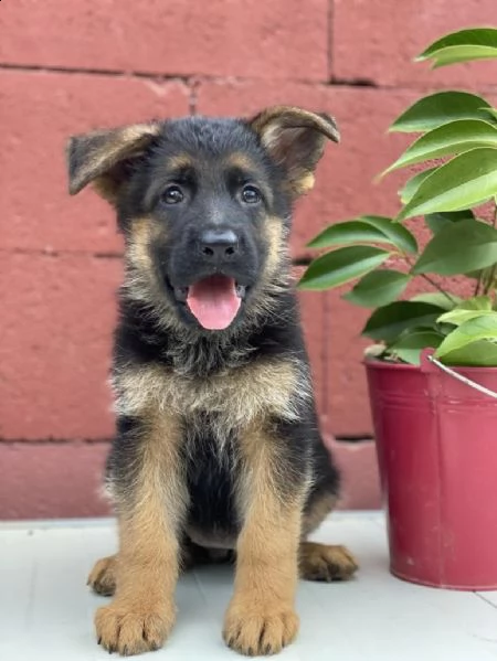  regalo cuccioli pastore tedesco cuccioli di pastore tedesco sono 3 femmine e 2 maschio. le foto son