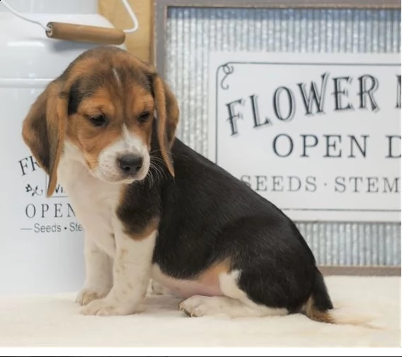 regalo beagle | Foto 0