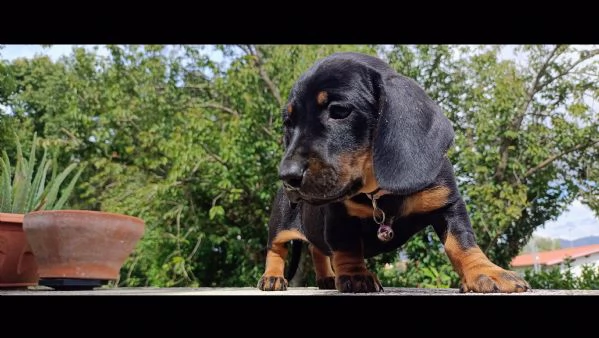 Bassotto tedesco  | Foto 6