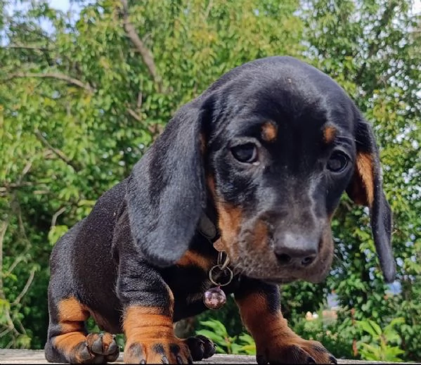 Bassotto tedesco  | Foto 3