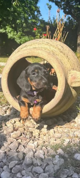 Bassotto tedesco  | Foto 1