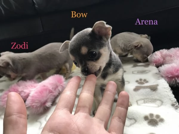 regalo cuccioli di chihuahua mini toy