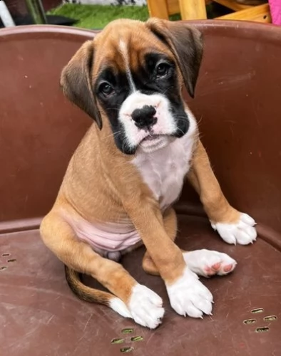 cuccioli di boxer