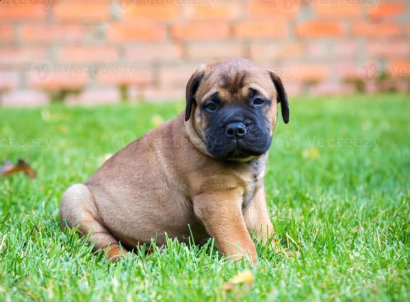  regalo abbiamo cuccioli di bullmastiff sono bullmastiff di dimensioni . sono registrati akc. sono m