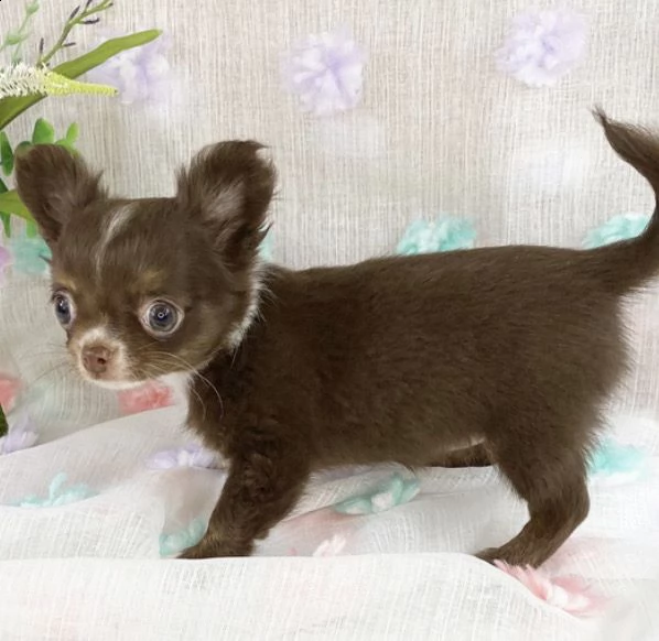 regalo adorabili cuccioli  chihuahua    femminucce e maschietti disponibili