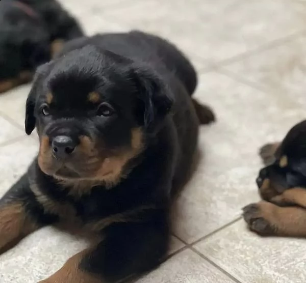 regalo cuccioli di rottweiler 