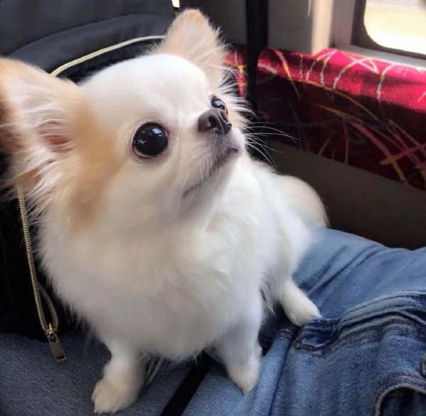  regalo cuccioli di chihuahua mini toy cuccioli di chihuahua mini toy , ancora disponibili un maschi