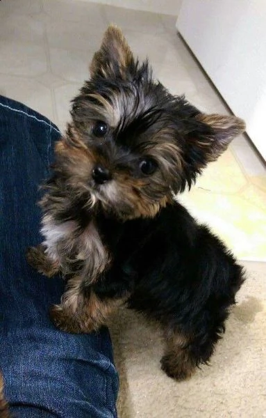  regalo cuccioli di yorkie bellissimi cuccioli vengono consegnati con vaccinazioni, sverminati, micr