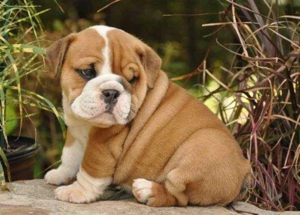  regalo bulldog inglese cuccioli disponibili cuccioli disponibili bulldog inglese cuccioli disponibi