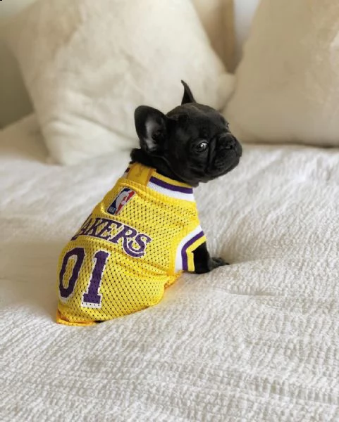 cuccioli di bulldog francese di 12 settimane | Foto 3